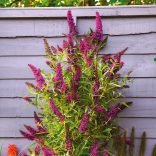 Buddleia davidii - pink - „Butterfly Tower”