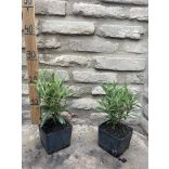 Buddleia davidii - pink - „Butterfly Tower”