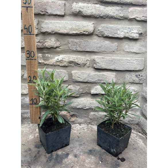 Buddleia davidii - pink - „Butterfly Tower”