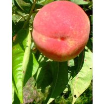 Őszibarack – Michelini – Prunus persica