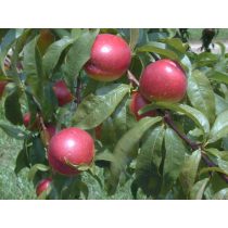   Kopaszbarack, Nektarin – Fantázia – Prunus persica var. nucipersica