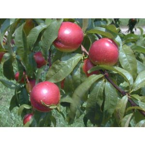 Prunus persica var. nucipersica - Плоска праскова 'Fantázia'