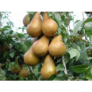 Téli körte – Bosc kobak – Pyrus