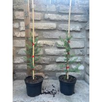 Kék atlasz cédrus - Cedrus atlantica Glauca 