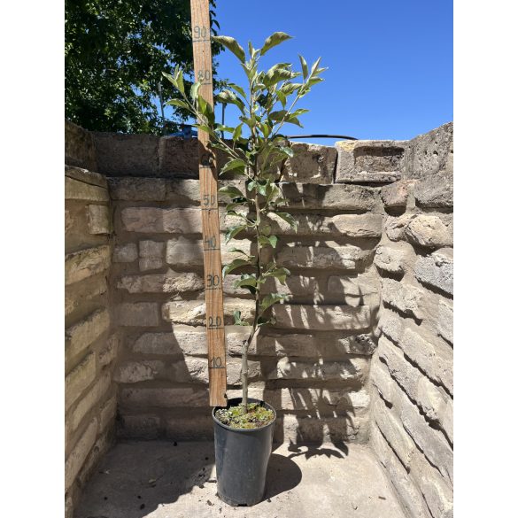 Malus 'Summered' – Pommier d'été 'Summered'