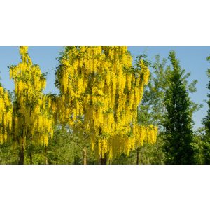 Laburnum watereri 'Vossii' - long-flowered golden rain 