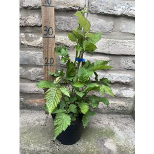 Szeder - "Thornfree" – Rubus - Méret: 20/40