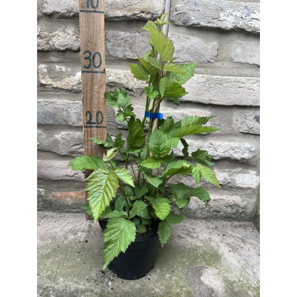 Rubus 'Thornfree' – Mûre 'Thornfree'