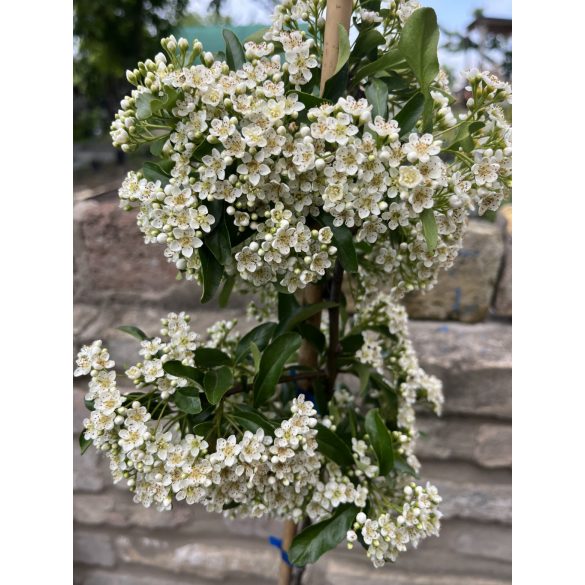Törzses - Pyracantha coccinea ‘Orange Glow’ – Tűztövis - Méret: 80