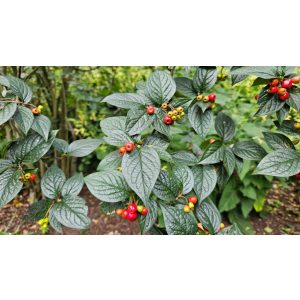 Cotoneaster bullatus - Domború levelű madárbirs