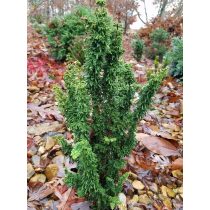   Chamaecyparis obtusa 'Chirimen' - japán hamisciprus