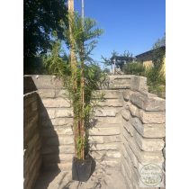   Amerikai mocsáriciprus, fésűs mocsárciprus, virginiai mocsárciprus – Taxodium distichum - Méret: 80/100