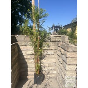 Bald Cypress - Taxodium distichum