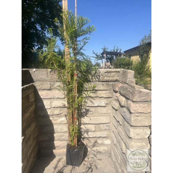 Amerikai mocsáriciprus, fésűs mocsárciprus, virginiai mocsárciprus – Taxodium distichum - Méret: 80/100