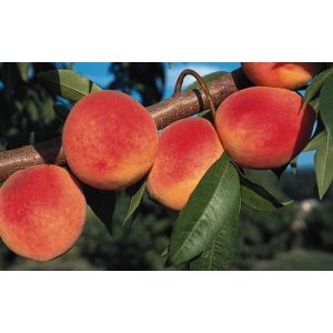 Prunus persica - Brzoskwinia 'Redhaven'