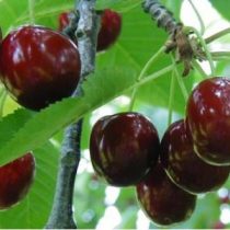 Cseresznye – Hedelfingeni óriás – Prunus subg. Cerasus