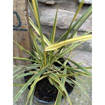   Alopecurus pratensis ‘Aureovariegatus’ – réti ecsetpázsit - Méret: 10/20