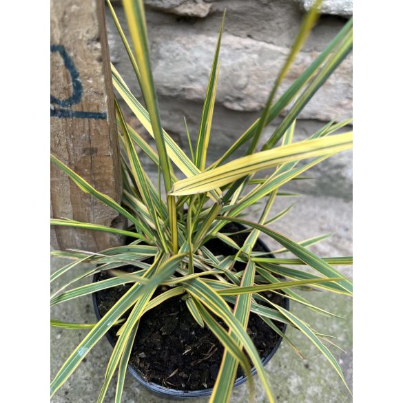 Alopecurus pratensis 'Aureovariegatus' - Queue-de-rat des prés