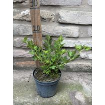   Ribes uva-crispa 'Zöld győztes' – Groseillier à maquereau 'Zöld győztes' (Egres, Ribiszke)