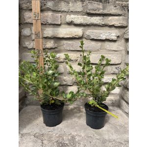 Egres "Zöld győztes" - Ribes uva-crispa