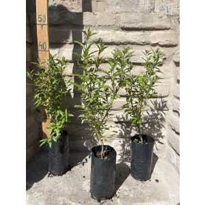 Caryopteris incana – Caryoptéris grise