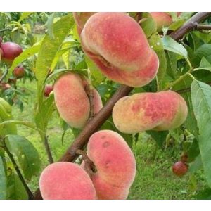 Prunus persica 'Remény' – Pêcher 'Remény'