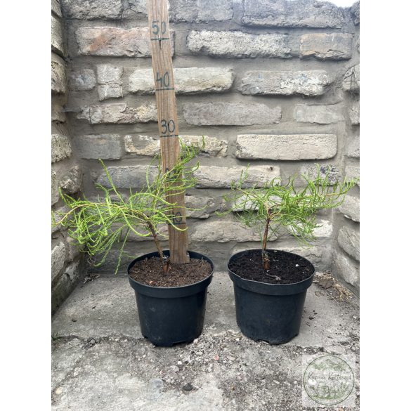 Csüngő, fésűs mocsárciprus - Taxodium distichum var. imbricarium 'Nutans'