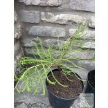 Csüngő, fésűs mocsárciprus - Taxodium distichum var. imbricarium 'Nutans'