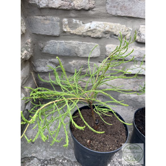 Csüngő, fésűs mocsárciprus - Taxodium distichum var. imbricarium 'Nutans'