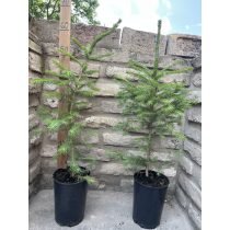 Lucfenyő – Picea - Méret: 40/60