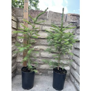 Lucfenyő – Picea - Méret: 40/60