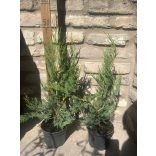 Leylandi ciprus – Cupressus × leylandii - Méret: 40/60