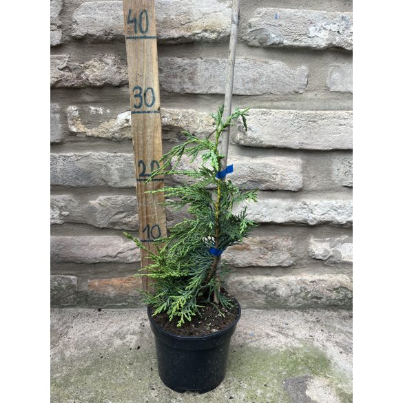 Leylandi ciprus – Cupressus × leylandii - Méret: 20/40