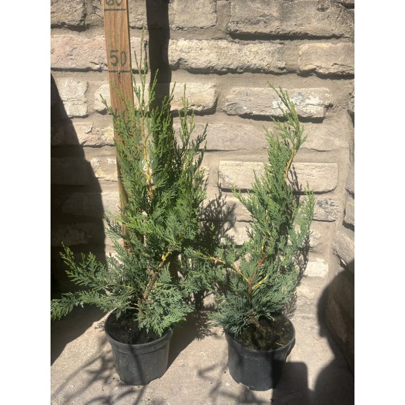 Leyland Cypress - Cupressocyparis leylandii - Cupressus × leylandii