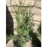 Leylandi ciprus – Cupressus × leylandii - Méret: 40/60