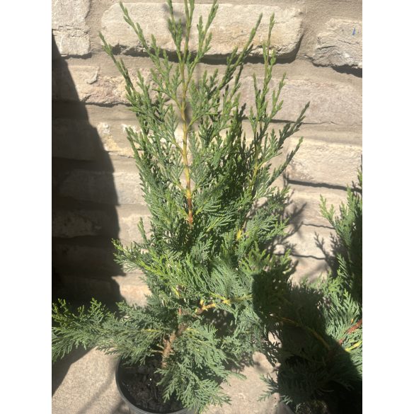 Leylandi ciprus – Cupressus × leylandii - Méret: 40/60