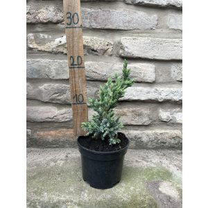 Juniperus squamata ‘Meyeri’ – Kék himalájai boróka - Méret: 10/20