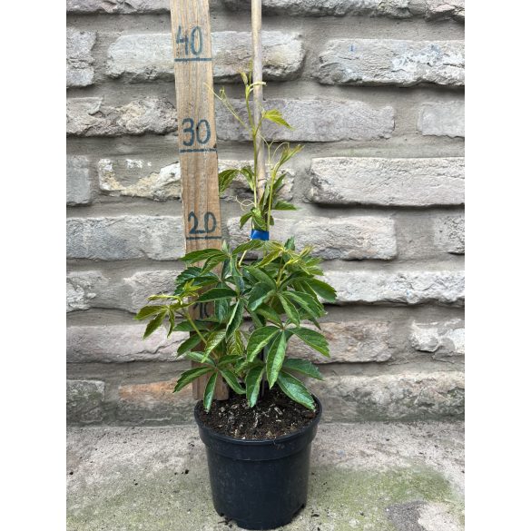 Parthenocissus quinquefolia – Vigne vierge