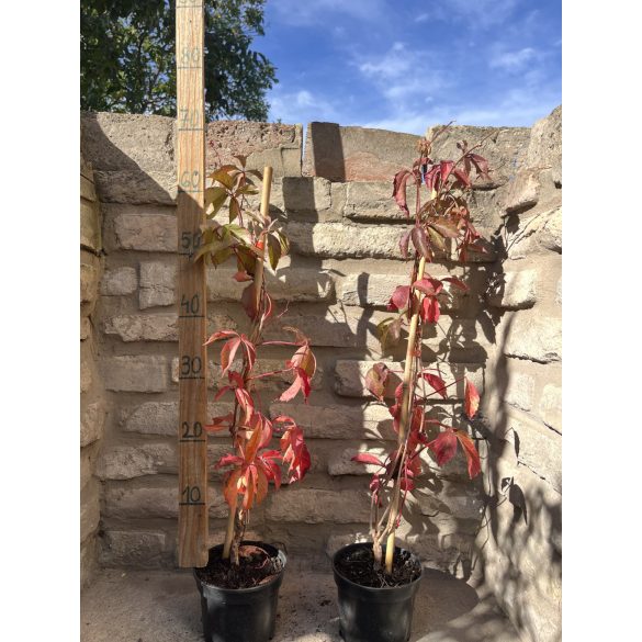 Parthenocissus quinquefolia – Vigne vierge