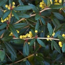 Berberis julianae - Júlia borbolya