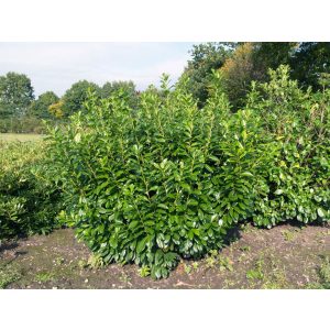 Prunus laurocerasus 'Novita' - Babérmeggy