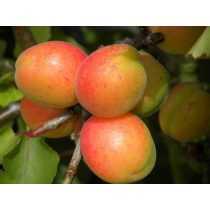   Kajszibarack, Sárgabarack – Gönci magyar – Prunus armeniaca