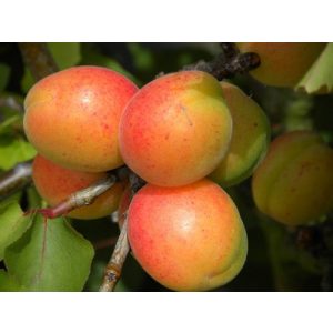 Prunus armeniaca 'Gönci magyar' – Abricotier 'Gönci magyar'
