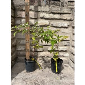 Rubus idaeus 'Fertődi zamatos' – Framboise 'Fertődi zamatos'
