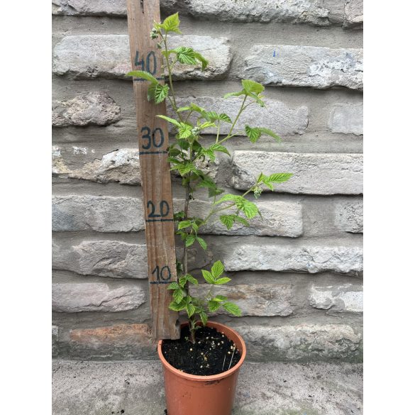 Málna – "Fertődi zamatos" - Rubus idaeus - Méret: 20/40