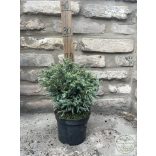 Chamaecyparis pisifera 'Boulevard' - Kék szavára hamisciprus