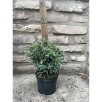   Chamaecyparis pisifera 'Boulevard' - Kék szavára hamisciprus