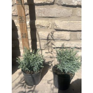 Chamaecyparis pisifera 'Boulevard' 