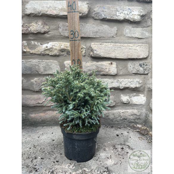 Chamaecyparis pisifera 'Boulevard' - Kék szavára hamisciprus