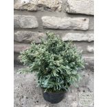Chamaecyparis pisifera 'Boulevard' - Kék szavára hamisciprus